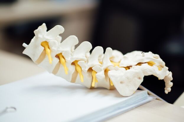 Modelo anatómico da columna vertebral humana